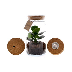 Pianta di Clusia in Terrarium con luce led - Clusia led in terrarium