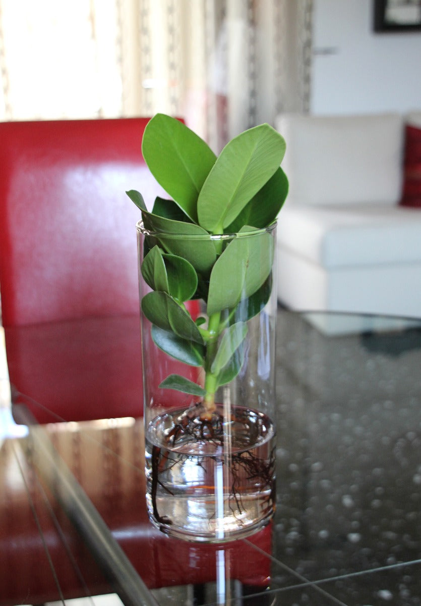 Clusia Princess Idroponica in vaso di vetro - Clusia Princess Idroponica