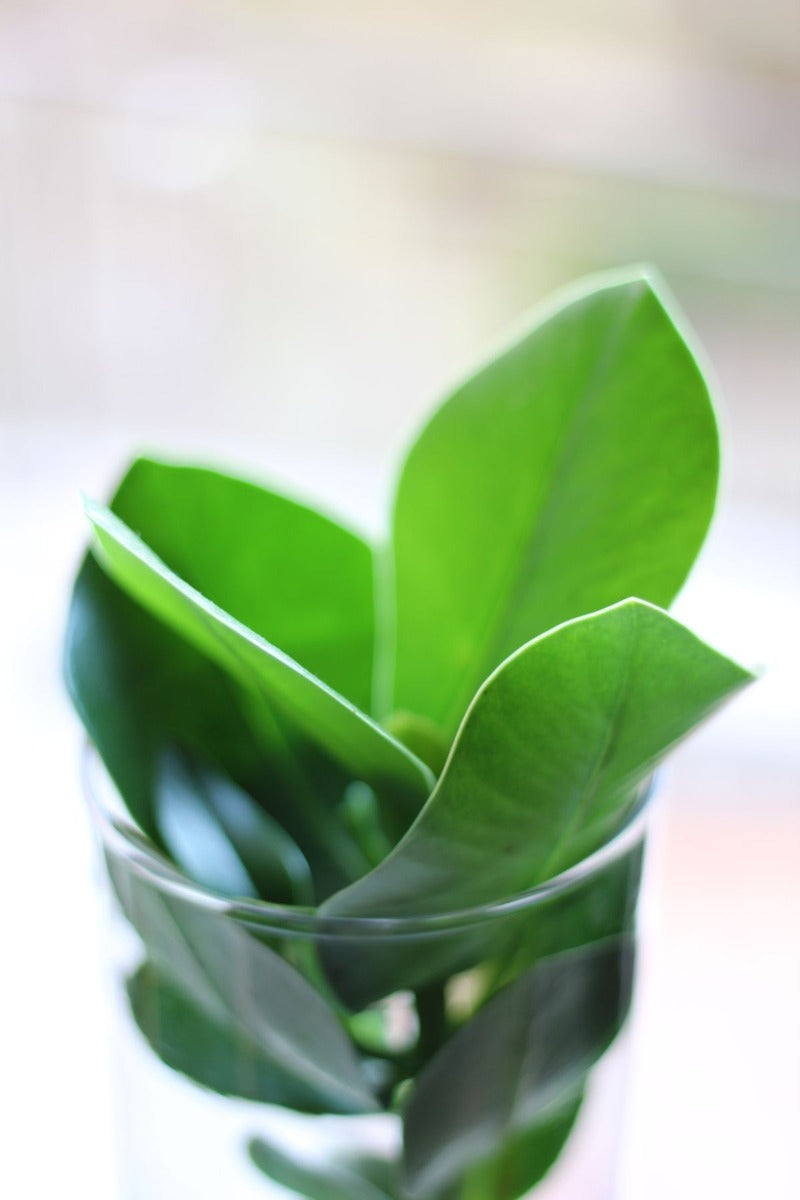 Clusia Princess Idroponica in vaso di vetro - Clusia Princess Idroponica