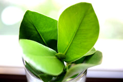 Clusia Princess Idroponica in vaso di vetro - Clusia Princess Idroponica