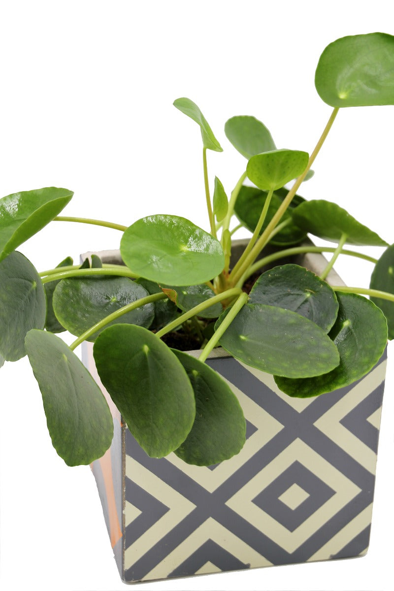 Pilea | Pianta della moneta - pilea