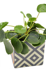 Pilea | Pianta della moneta - pilea