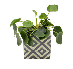 Pilea | Pianta della moneta - pilea
