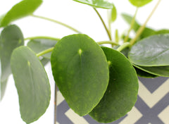 Pilea | Pianta della moneta - pilea
