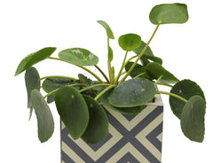 Pilea | Pianta della moneta - pilea
