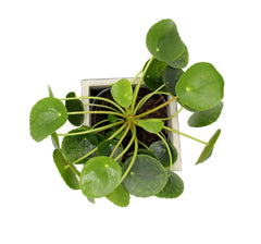 Pilea | Pianta della moneta - pilea