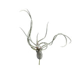 Pianta Tillandsia finta: piante artificiali di qualità - 231549,70