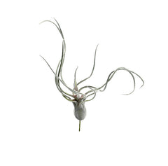 Pianta Tillandsia finta: piante artificiali di qualità - 231549,70