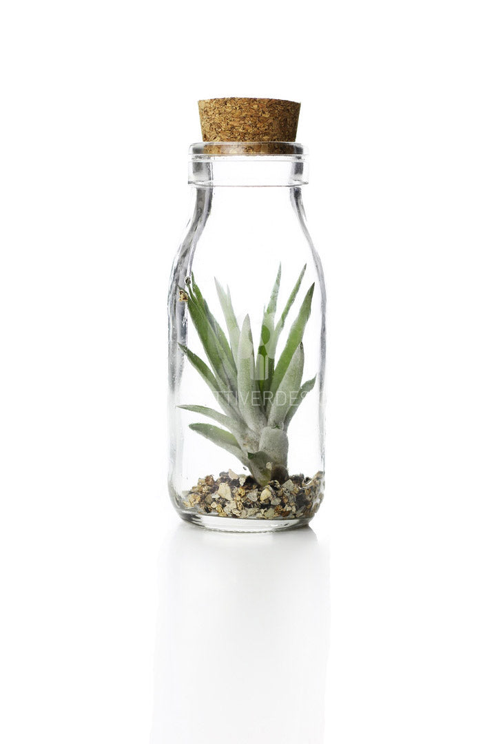 Tillandsia Bottle: Piante di Tillandsia in vetro - GLASS & GRASS BOTTLE