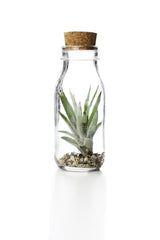 Tillandsia Bottle: Piante di Tillandsia in vetro - GLASS & GRASS BOTTLE