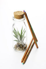 Tillandsia Bottle: Piante di Tillandsia in vetro - GLASS & GRASS BOTTLE