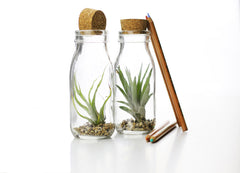 Tillandsia Bottle: Piante di Tillandsia in vetro - GLASS & GRASS BOTTLE