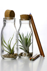 Tillandsia Bottle: Piante di Tillandsia in vetro - GLASS & GRASS BOTTLE