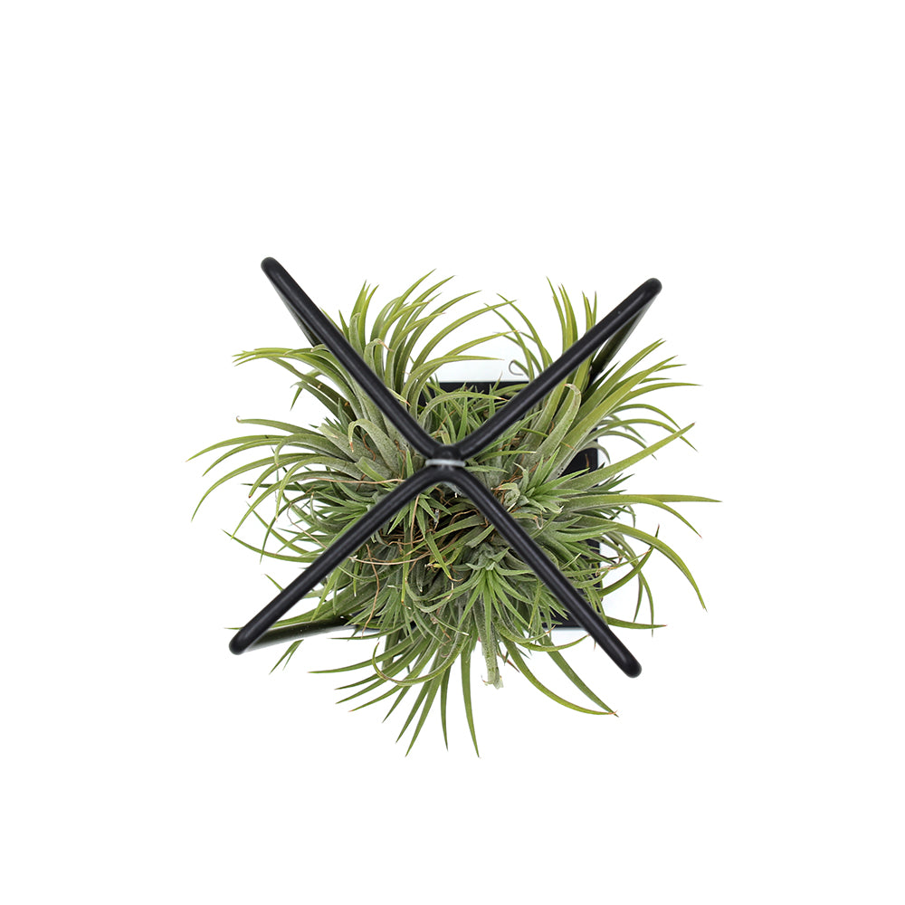 Tillandsia su Stand in ferro rettangolare - Tillandsia-stand-ferro-rettangolare