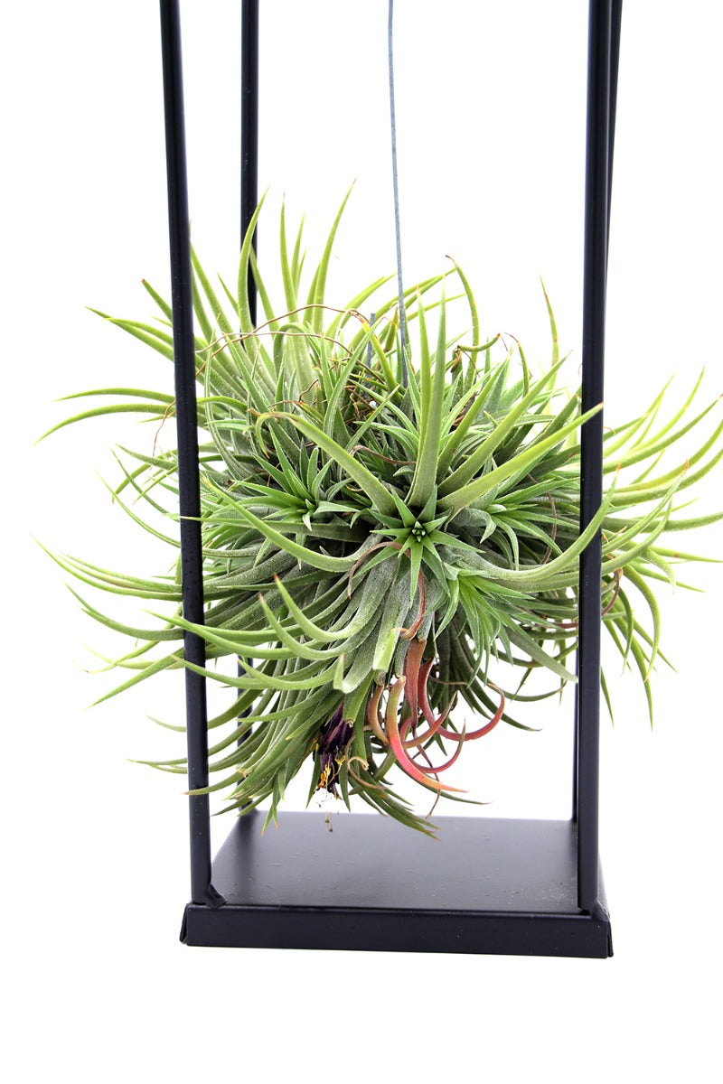 Tillandsia su Stand in ferro rettangolare - Tillandsia-stand-ferro-rettangolare