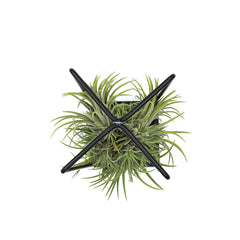 Tillandsia su Stand in ferro rettangolare - Tillandsia-stand-ferro-rettangolare