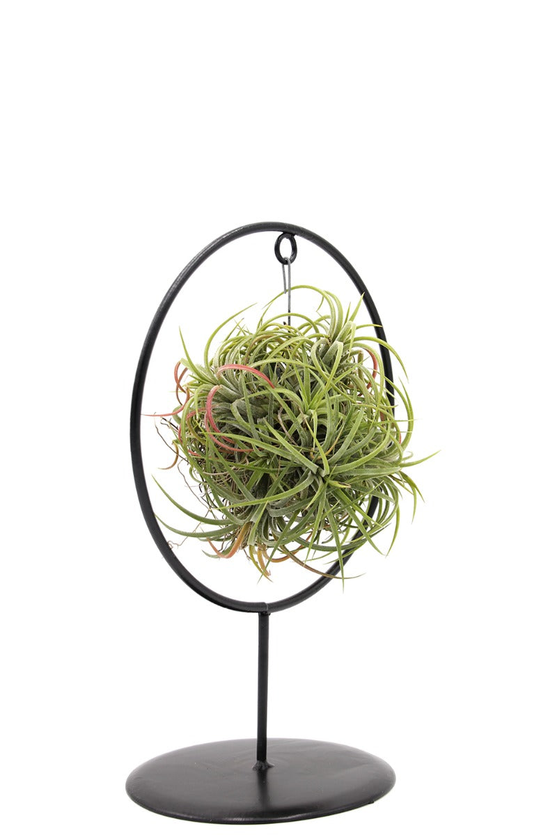 Tillandsia su stand cerchio in ferro - Tillandsia-stand-ferro-cerchio