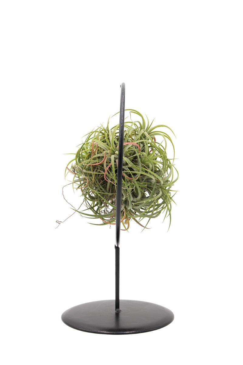 Tillandsia su stand cerchio in ferro - Tillandsia-stand-ferro-cerchio