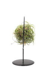 Tillandsia su stand cerchio in ferro - Tillandsia-stand-ferro-cerchio