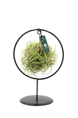 Tillandsia su stand cerchio in ferro - Tillandsia-stand-ferro-cerchio