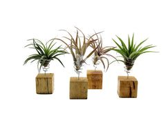 Bomboniere green: Piantine di Tillandsia su cubo di legno - Tllandsia-su-cubo-di-legno