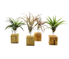 Bomboniere green: Piantine di Tillandsia su cubo di legno - Tllandsia-su-cubo-di-legno
