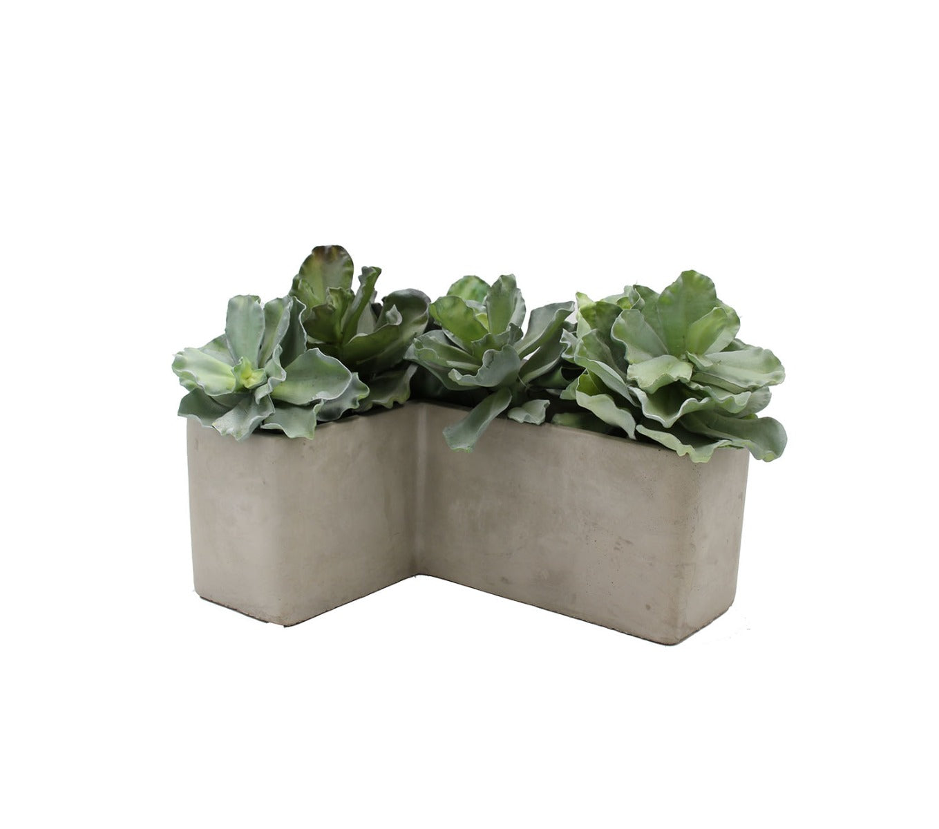 Pianta Succulenta artificiale H22 - 231608,95