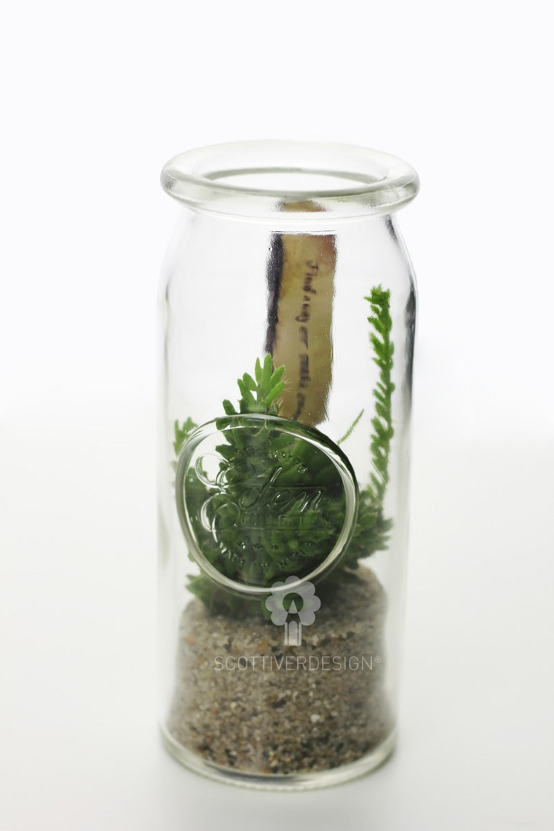 Bomboniere green: Mix piantine grasse in barattolo di vetro - GRASS & GLASS JAR