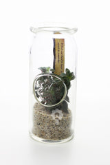Bomboniere green: Mix piantine grasse in barattolo di vetro - GRASS & GLASS JAR