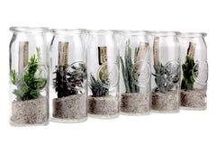 Bomboniere green: Mix piantine grasse in barattolo di vetro - GRASS & GLASS JAR