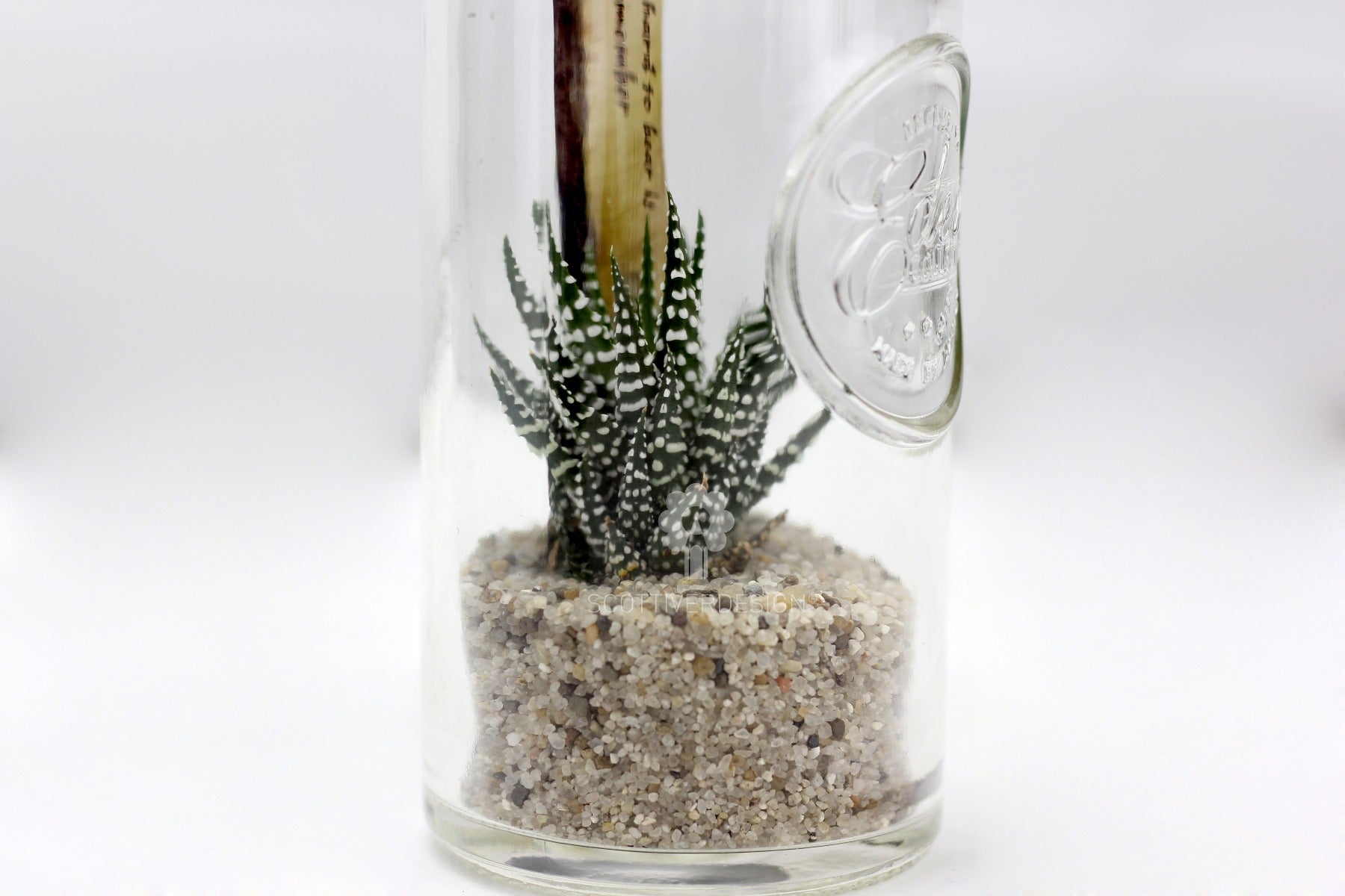 Bomboniere green: Mix piantine grasse in barattolo di vetro - GRASS & GLASS JAR