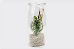 Bomboniere green: Mix piantine grasse in barattolo di vetro - GRASS & GLASS JAR