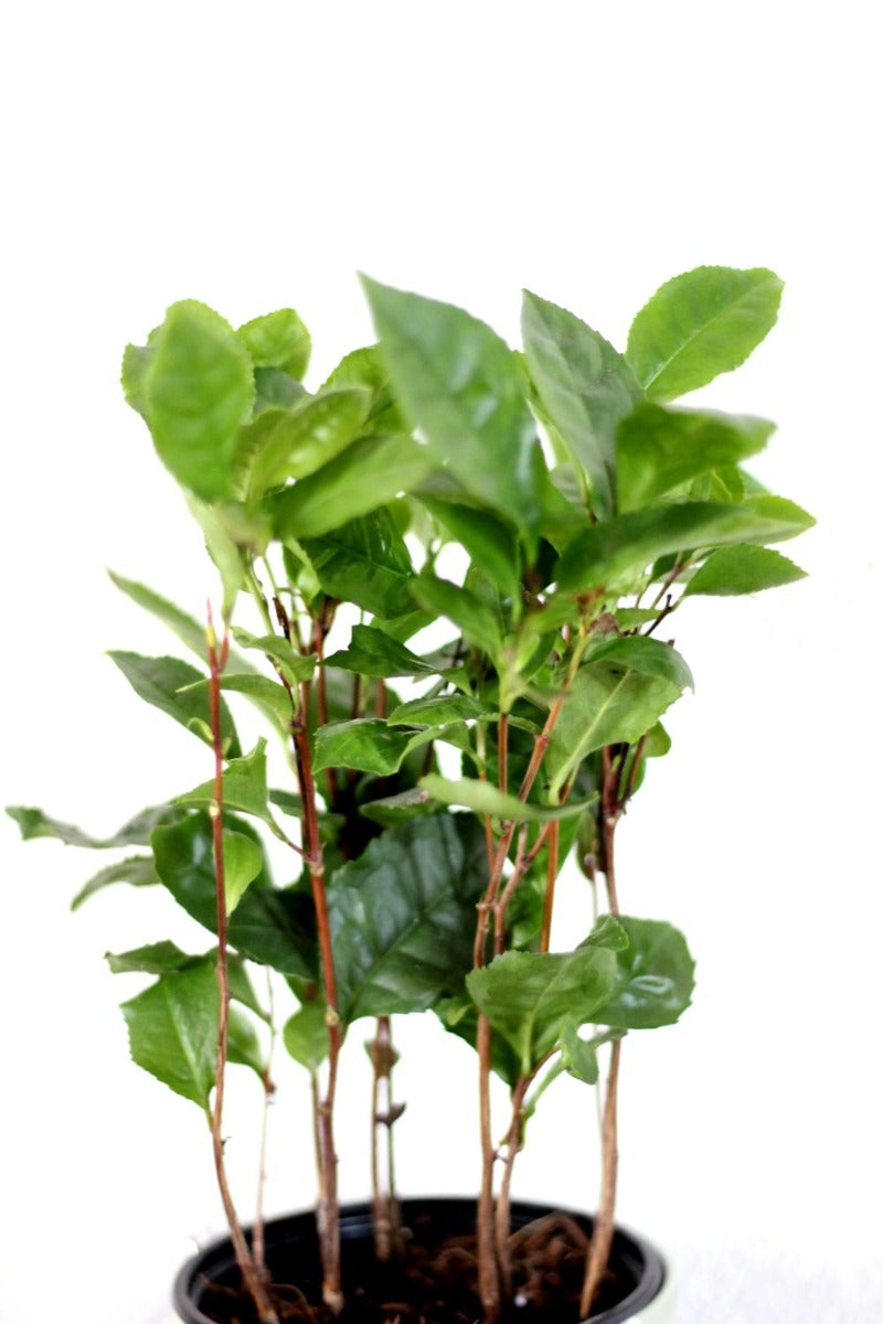 Pianta del Tè - Pianta del tè