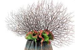 Euphorbia Crestata Artificiale - 232205