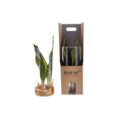Sansevieria Trifasciata idroponica in cilindro di vetro - sansevieria_idro_cilindro_di_vetro