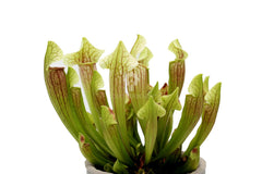 Sarracenia Barba : Piante carnivore - Saaracenia-Barba