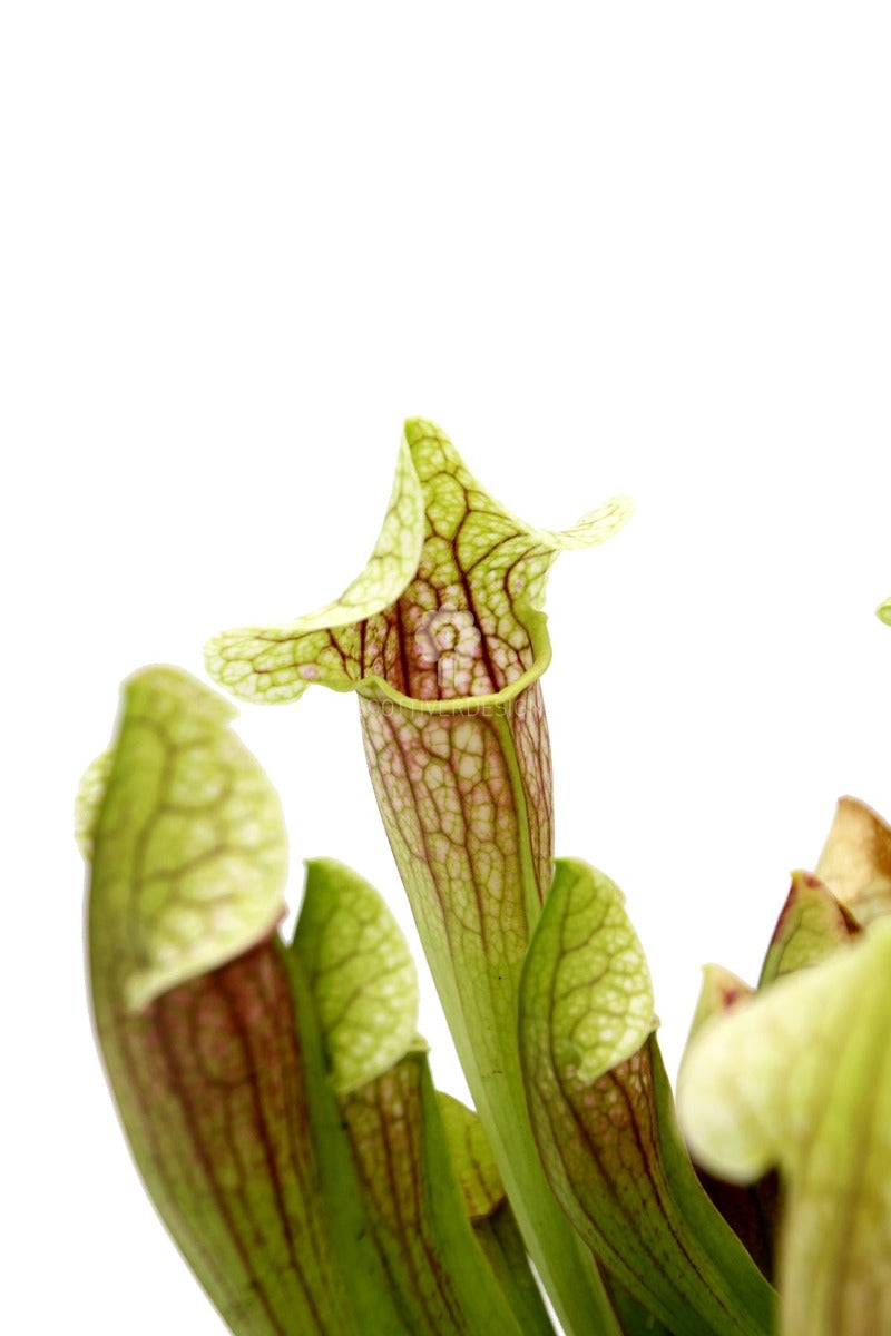 Sarracenia Barba : Piante carnivore - Saaracenia-Barba