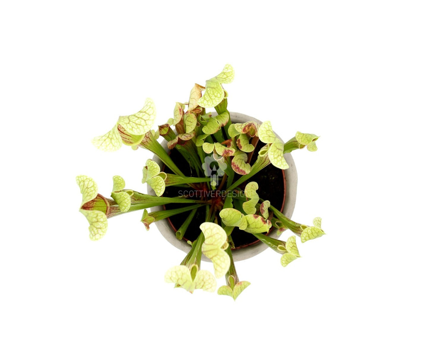 Sarracenia Barba : Piante carnivore - Saaracenia-Barba