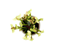 Sarracenia Barba : Piante carnivore - Saaracenia-Barba