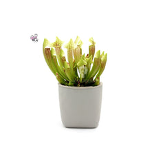 Sarracenia Barba : Piante carnivore - Saaracenia-Barba