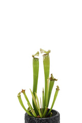 Sarracenia Eva : Piante carnivore - Saaracenia-Eva