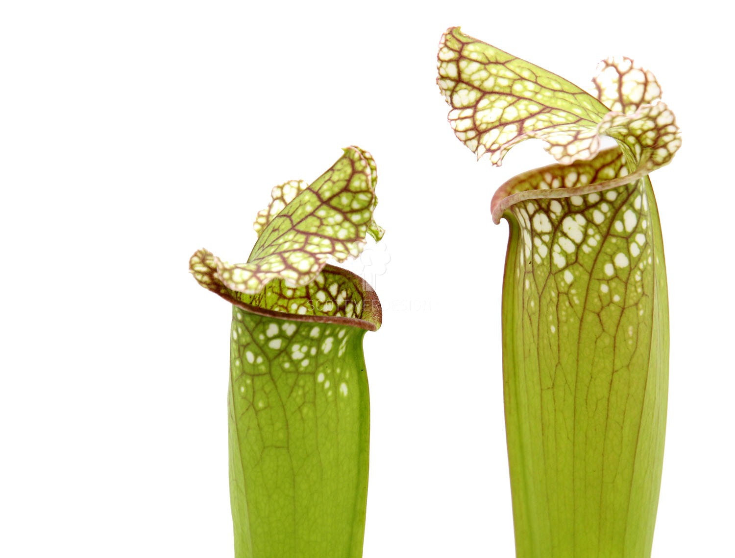 Sarracenia Eva : Piante carnivore - Saaracenia-Eva