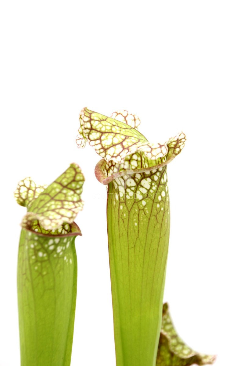 Sarracenia Eva : Piante carnivore - Saaracenia-Eva