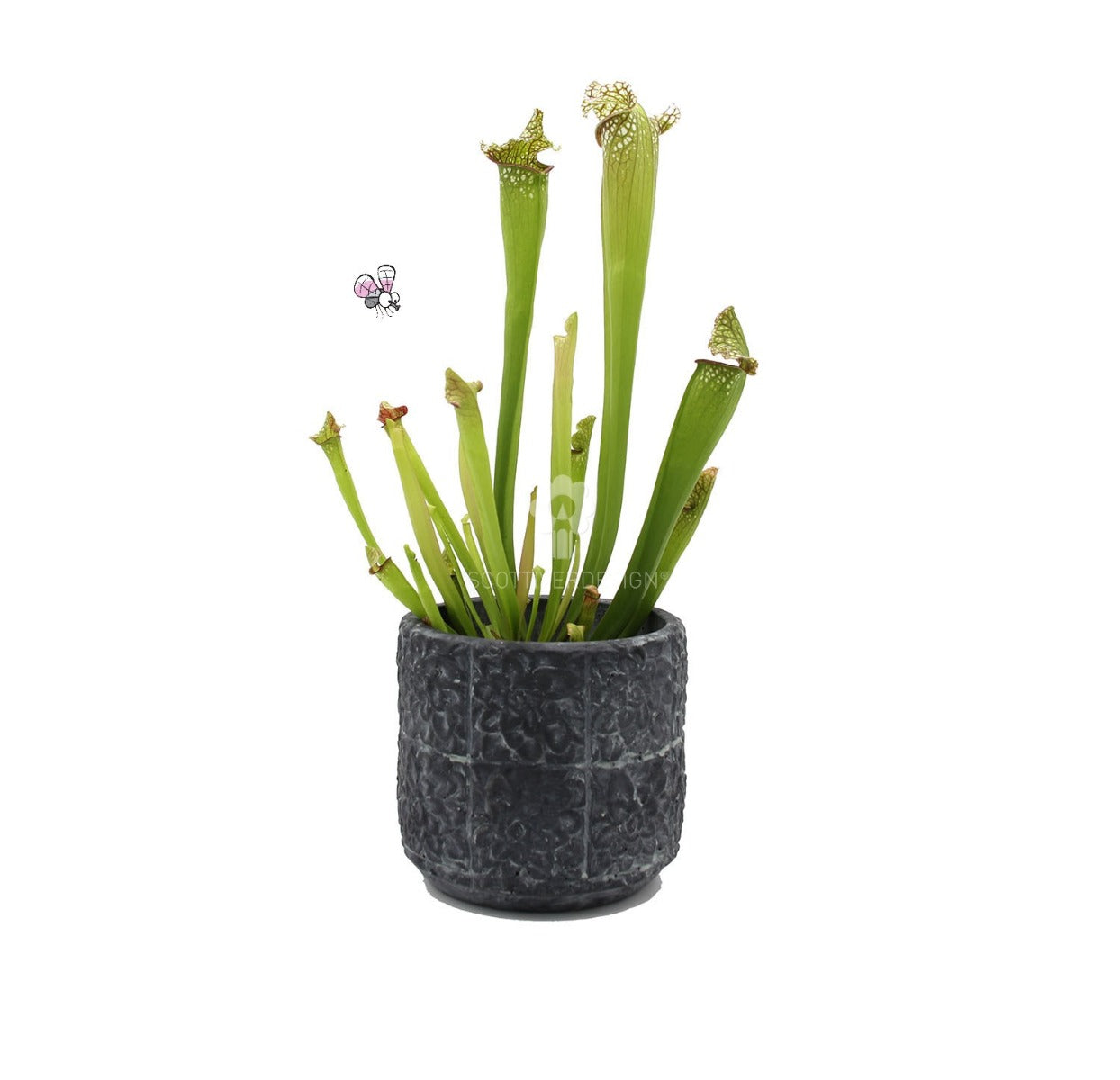 Sarracenia Eva : Piante carnivore - Saaracenia-Eva