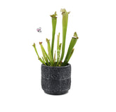 Sarracenia Eva : Piante carnivore - Saaracenia-Eva