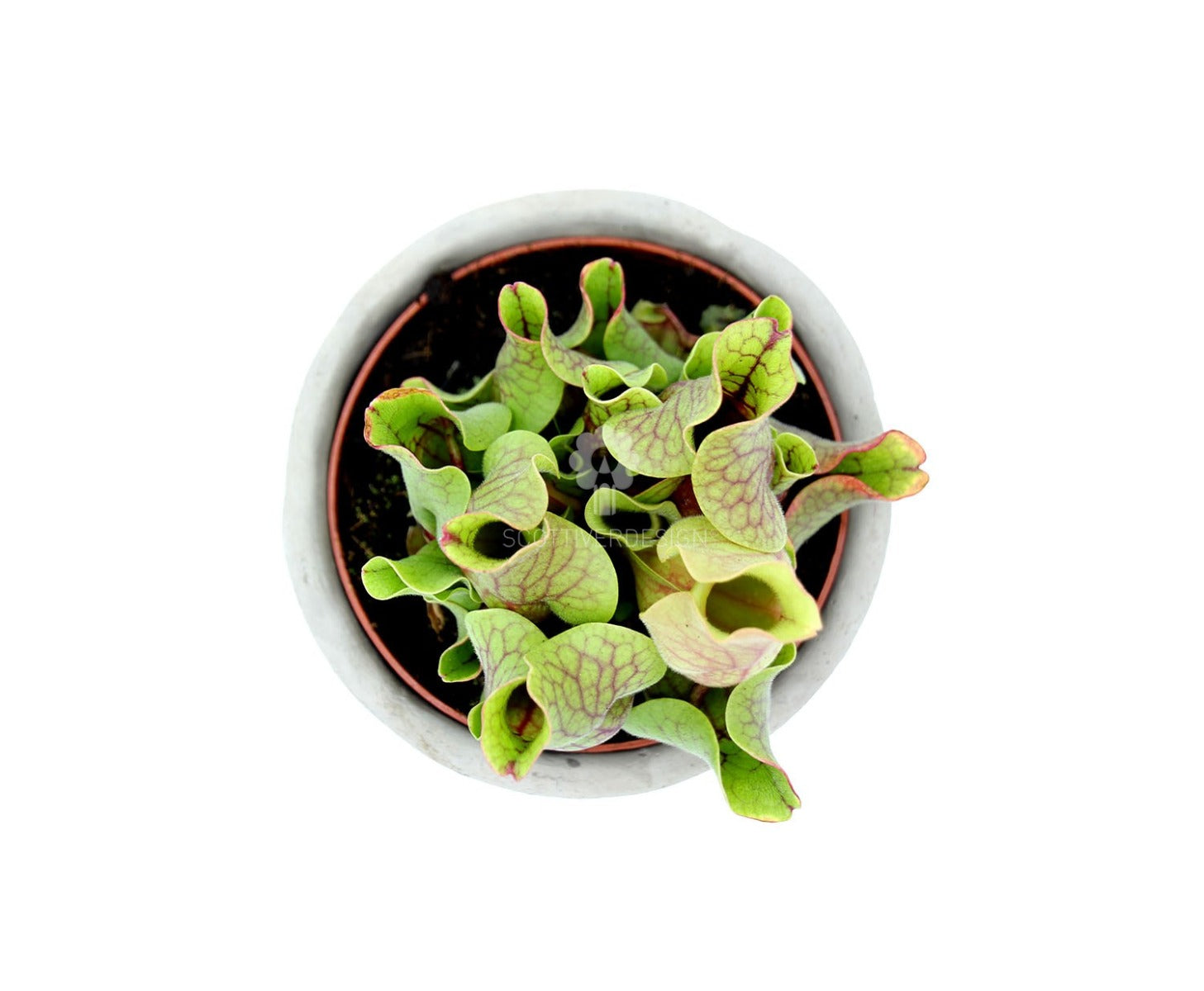 Sarracenia Pupurea Venosa : Piante carnivore - Saaracenia-Purpurea-Venosa