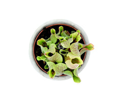 Sarracenia Pupurea Venosa : Piante carnivore - Saaracenia-Purpurea-Venosa