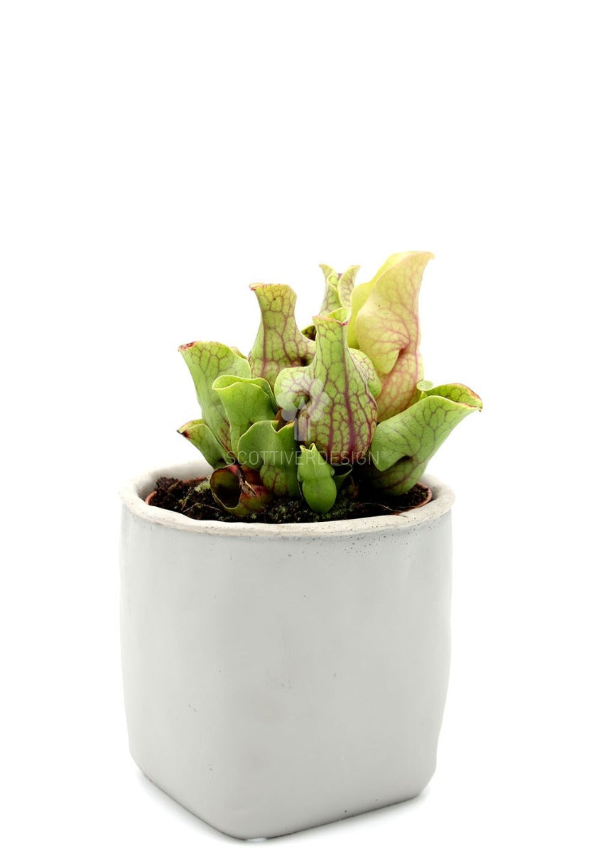 Sarracenia Pupurea Venosa : Piante carnivore - Saaracenia-Purpurea-Venosa