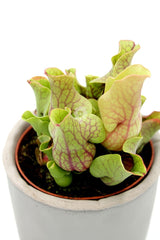 Sarracenia Pupurea Venosa : Piante carnivore - Saaracenia-Purpurea-Venosa