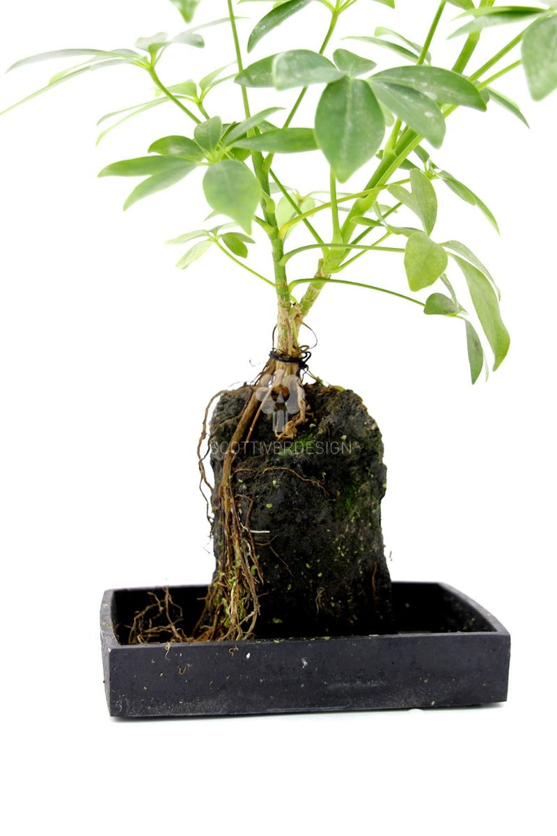 Schefflera su roccia vulcanica - Lova-Schefflera